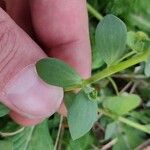 Linaria triphylla Leaf