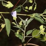 Jacquemontia pentanthos Flower