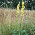 Verbascum nigrumКветка