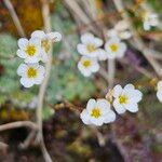 Saxifraga caesia Fula