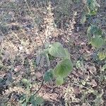 Salvia tiliifolia برگ