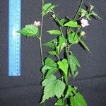 Hibiscus phoeniceus 其他