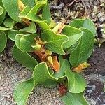 Salix herbacea Fuelha