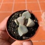 Lapidaria margaretae Hoja
