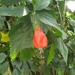 Malvaviscus penduliflorus Цветок