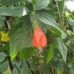 Malvaviscus penduliflorus Flower