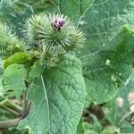 Arctium lappa Hábito