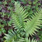 Dryopteris filix-mas Leaf