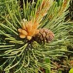 Pinus mugo Други