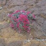 Cyathopsis floribunda Habitat