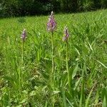 Orchis militaris Συνήθη χαρακτηριστικά