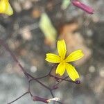 Lactuca muralis Flower