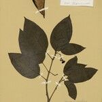 Ruehssia rubrofusca Leaf