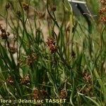 Juncus effusus Celota