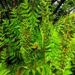 Osmunda regalis Folha