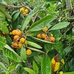 Eriobotrya japonica Frucht