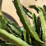 Hylocereus trigonus Blad