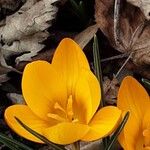 Crocus chrysanthus Flor
