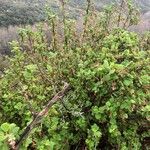 Ribes malvaceum Folha