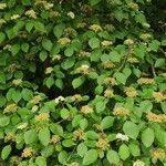 Cornus alternifolia Yeri