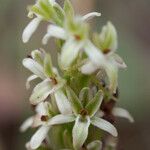 Platanthera elegans Fiore