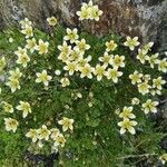 Saxifraga muscoides Fula