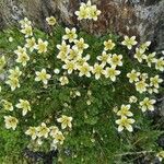 Saxifraga muscoides Bloem