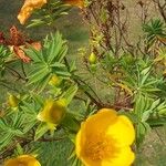 Hypericum lanceolatumΛουλούδι