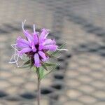 Liatris squarrosa Kukka