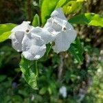 Brunfelsia unifloraപുഷ്പം