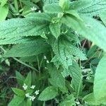 Teucrium canadense Foglia