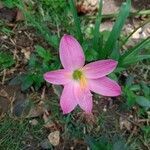 Zephyranthes carinata Kwiat
