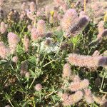 Trifolium arvenseFlower