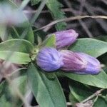 Gentiana clausa Blüte