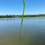 Zostera marina Folha