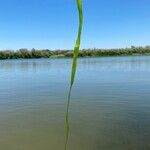 Zostera marina 叶