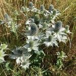 Eryngium giganteum Blüte
