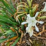 Pancratium maritimumŽiedas