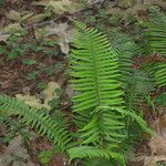 Polystichum munitum Habitat