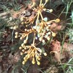 Heteropterys oberdanii Flor