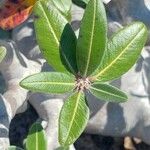 Pachypodium rosulatum Leaf