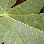 Sterculia apetala Leaf