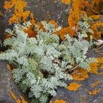 Artemisia maritimaBlatt