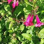 Penstemon barbatus फूल