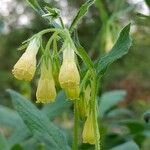 Symphytum tuberosum Fleur