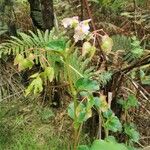 Begonia minorফুল