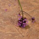 Verbena incompta List