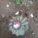 Melocactus curvispinus Flower