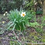 Narcissus poeticus 整株植物