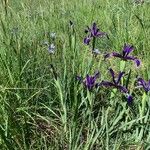 Iris reichenbachiana 花